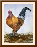cockerel-framed
